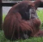Video orangutan merokok membuat kebun binatang disiram air panas, lagi