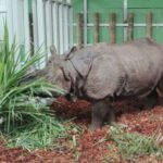 Badak dari Kebun Binatang Edinburgh terbang ke Indonesia untuk mencari pasangan.