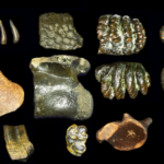 Homo erectus dari dasar laut, penemuan arkeologi terbaru di Indonesia