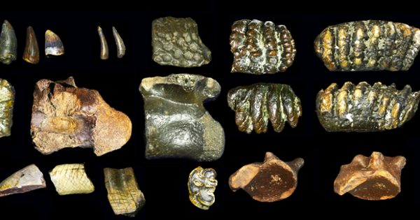 Homo erectus dari dasar laut, penemuan arkeologi terbaru di Indonesia