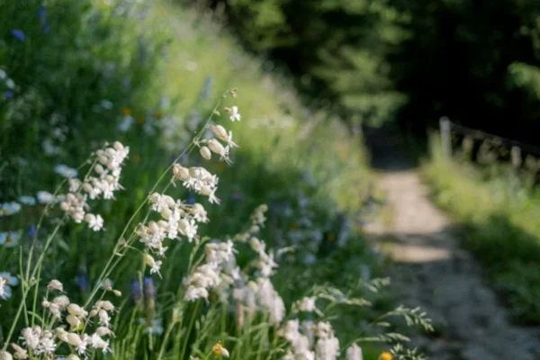 Jalur pendakian bunga liar terbaik di dunia