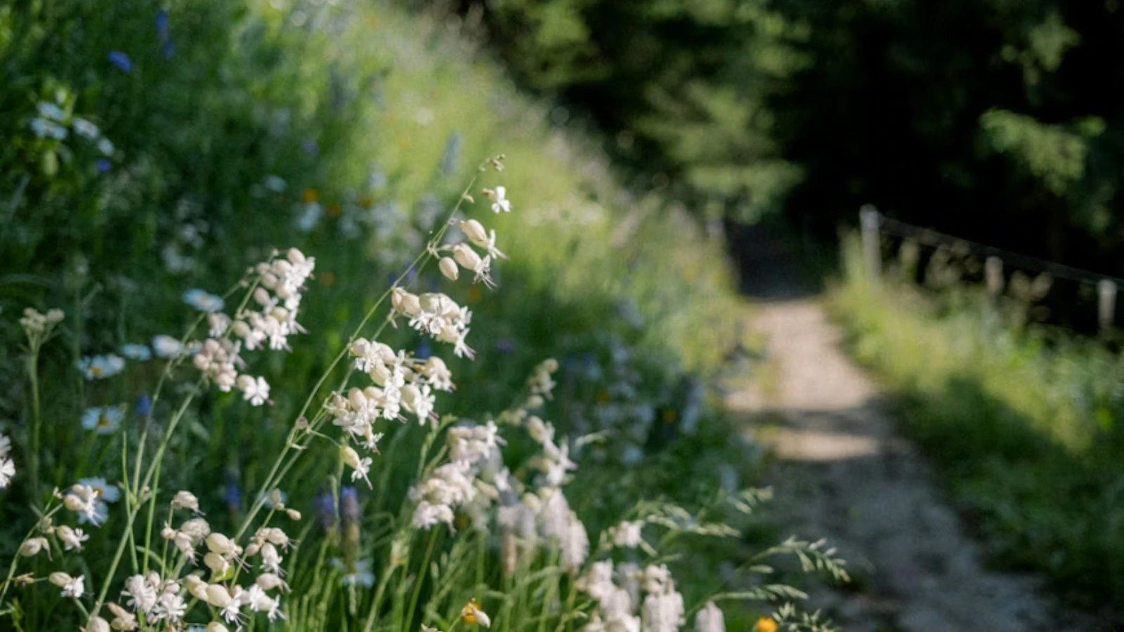Jalur pendakian bunga liar terbaik di dunia