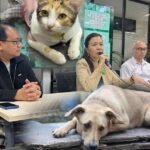 PAWS mendesak pemerintah daerah untuk menyediakan layanan sterilisasi gratis setiap bulan