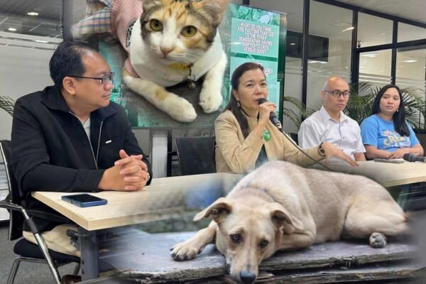 PAWS mendesak pemerintah daerah untuk menyediakan layanan sterilisasi gratis setiap bulan