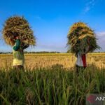 Stok beras Indonesia tetap kuat di tengah ketidakpastian dan fenomena El Niño: kata menteri