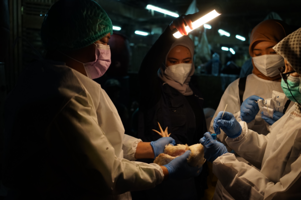 WHO memuji kepemimpinan Indonesia dalam upaya One Health untuk mengurangi risiko penyakit zoonosis prioritas