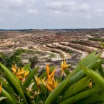 Google, McKinsey, dan Tencent berinvestasi dalam program pengurangan karbon di Indonesia