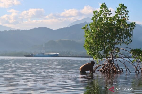 Indonesia mendorong restorasi hutan mangrove untuk memulihkan lingkungan
