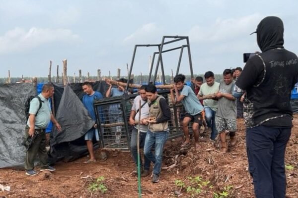 Serangan harimau Sumatra menewaskan dua orang di Indonesia, perangkap telah dipasang
